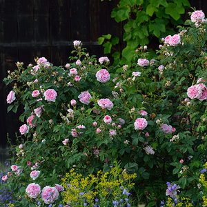 Różowy z ciemniejszą stroną wewnętrzną - róża alba (biała)